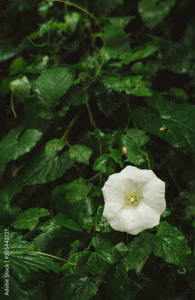 white flower in the garden white flower in the garden