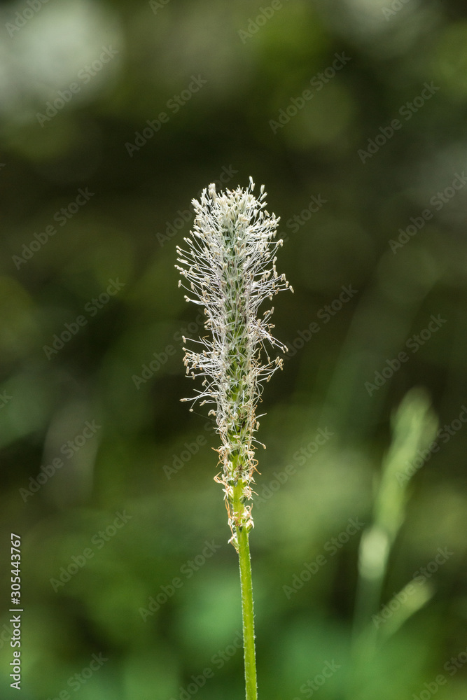 fuzzy plantain flower isolated