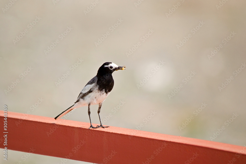 Obraz premium A small bird sitting on the railing with a beetle caught by a beetle in its beak. Little hunter