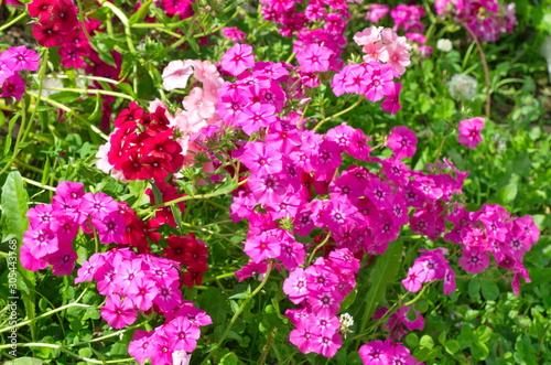 pink flowers in the garden