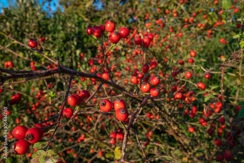 Hagebutte (lat. Rosa canina): Busch mit roten Früchten / Beeren