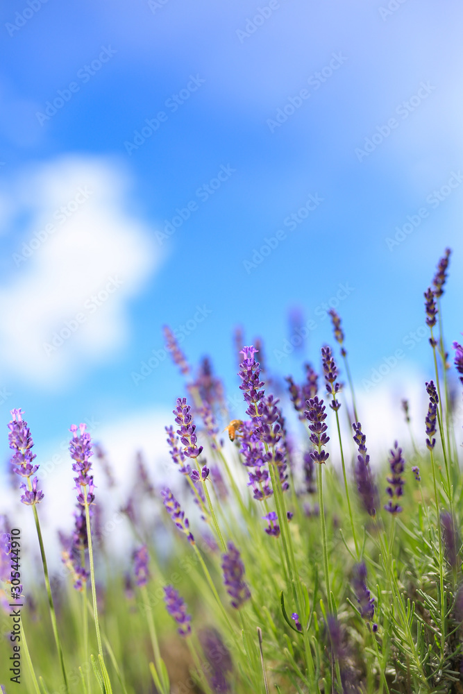 Naklejka premium Lawenda w Shinshu Music Village