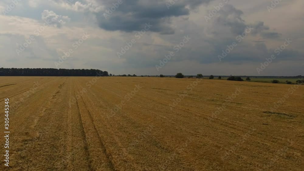 Agriculture and agronomy. Cereal harvest - wheat field. Drone aerial survey Agriculture and agronomy. Cereal harvest - wheat field. Drone aerial survey