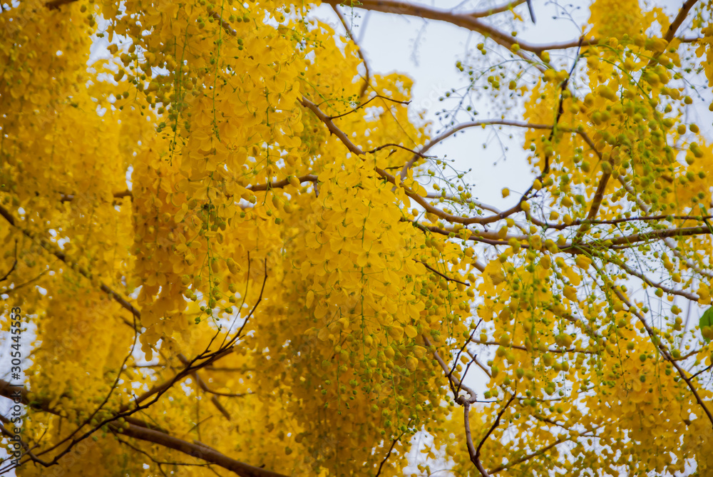 Cassia fistula, Cassia fistula from Thailand country Cassia fistula, Cassia fistula from Thailand country