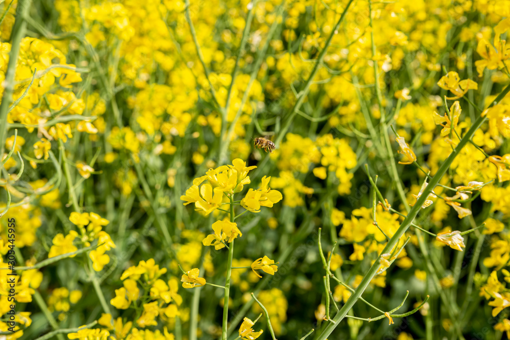 Yellow field rapeseed in bloom in Bulgaria.