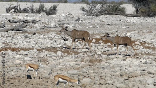 Kudu Antelopes, Africa, Namibia, Etosha National Park