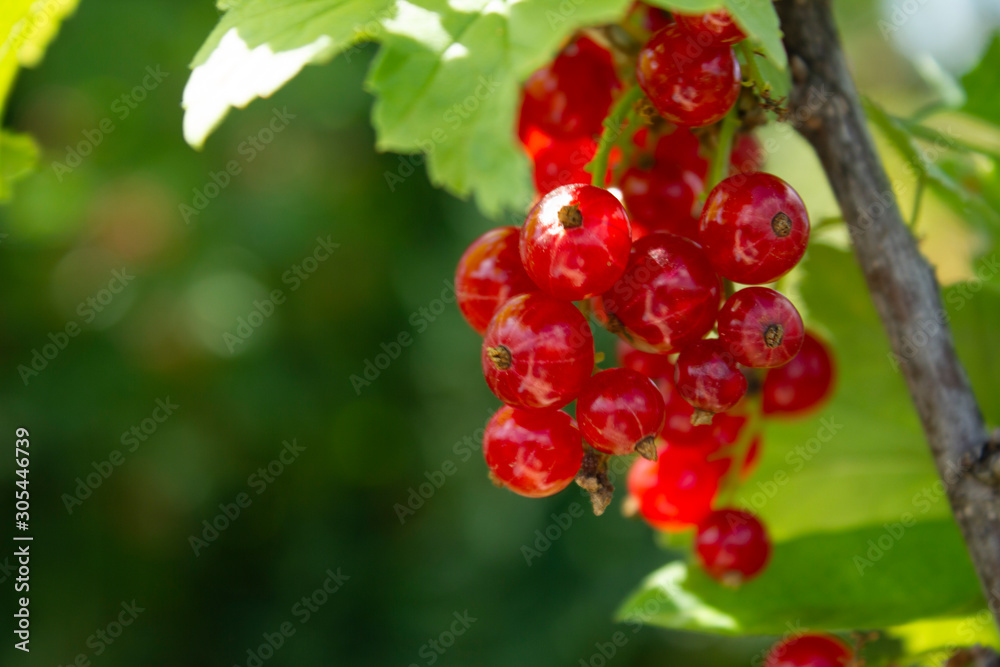Red currant on a bush against a background of greenery. Background. Stock photo. Red currant on a bush against a background of greenery. Background. Stock photo.