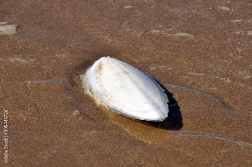 Sepiaschale am Strand
