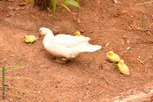 pato branco com filhotes amarelos photo