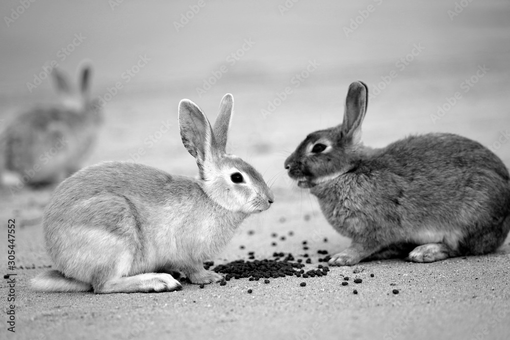 Sweet rabbit background photo