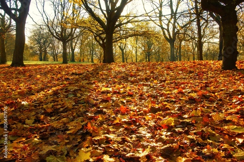 autumn in the park