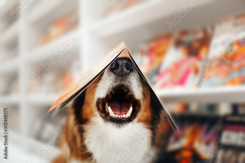 Photography happy dog holds a magazine on his head in a store