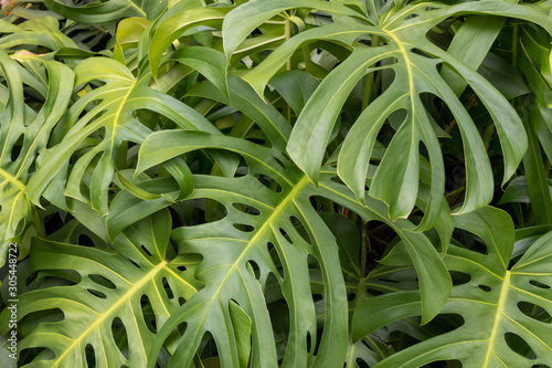 Costela de adão monstera deliciosa