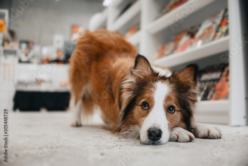 border collie dog posing in a book store