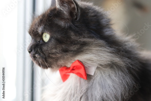 Déguisement chat, noeud rouge photo