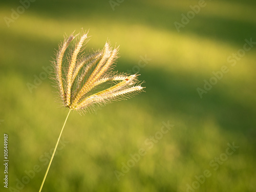 Swollen finger grass with sunlight in blur background. (Chloris barbata plant)