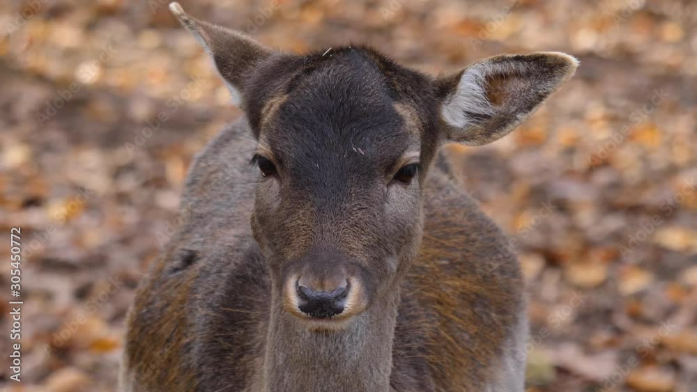 Close up of dam deer in autumn in the woods. Female looking around and moving head. Close up of dam deer in autumn in the woods. Female looking around and moving head.