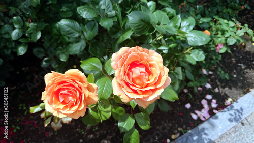 background photo of a blooming flower