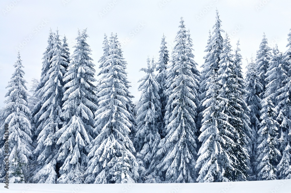 Bottom view massive chic snowy fir trees Bottom view massive chic snowy fir trees