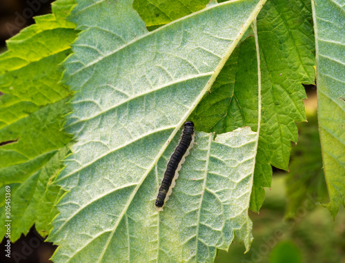 Monophadnoides rubi, Rasberry sawfly larva on plant leaf underside. Pest. photo