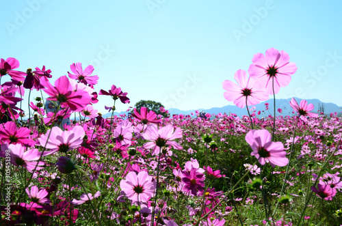 Beautiful cosmos flower garden against blue sky © DaisyLiang