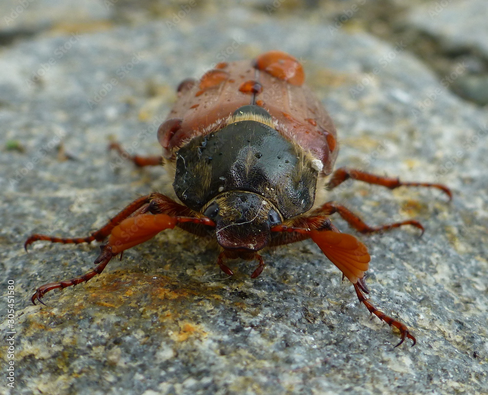 Maikäfer Maikäfer