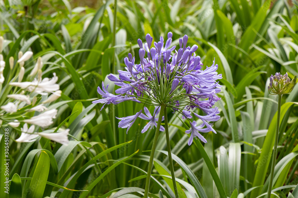 Fototapeta premium Agapanthus africanus