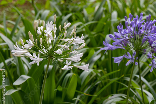 Agapanthus africanus