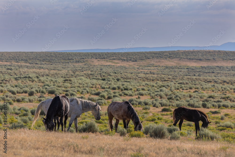 Herd of Wild Horses in Sand Wash Basin Colorado 