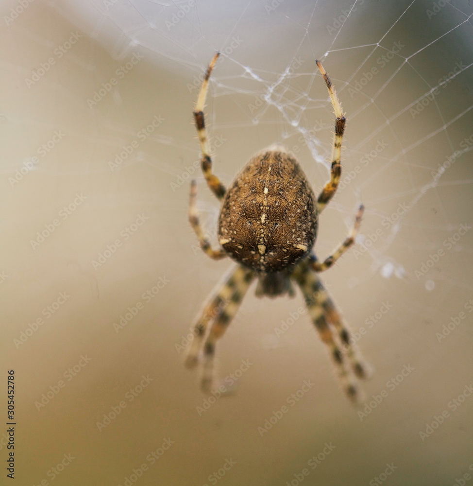 spider on a web 