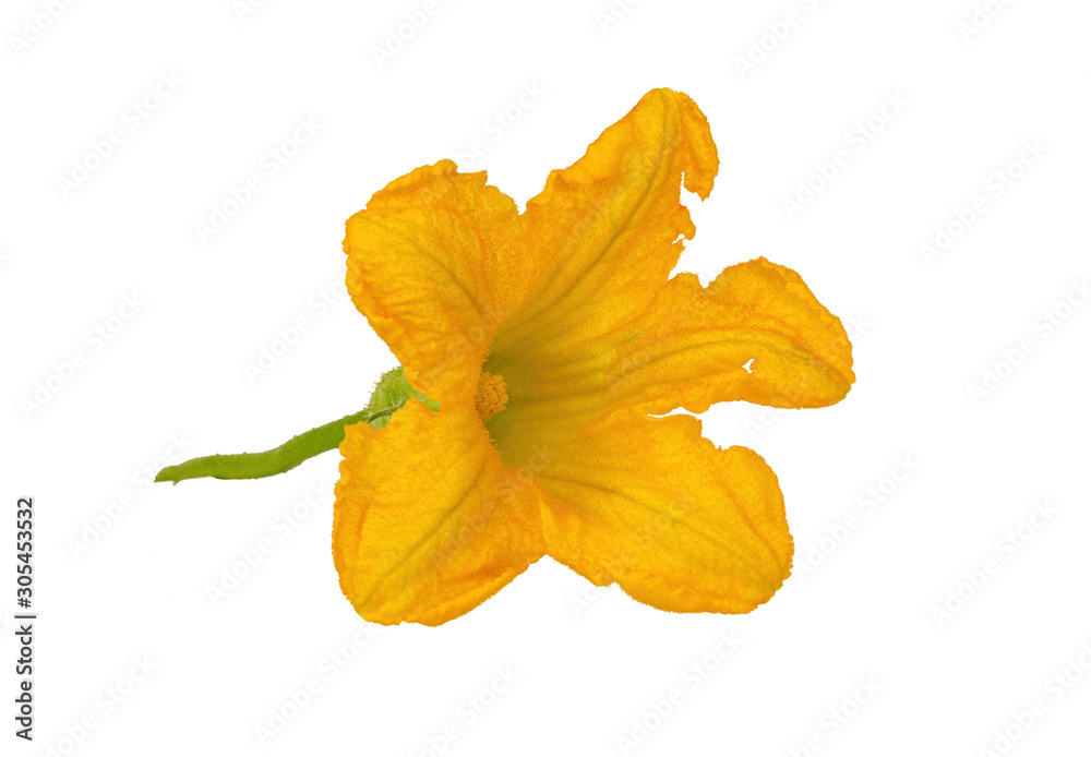Naklejka premium Kwiat dyni, kwiat dyni