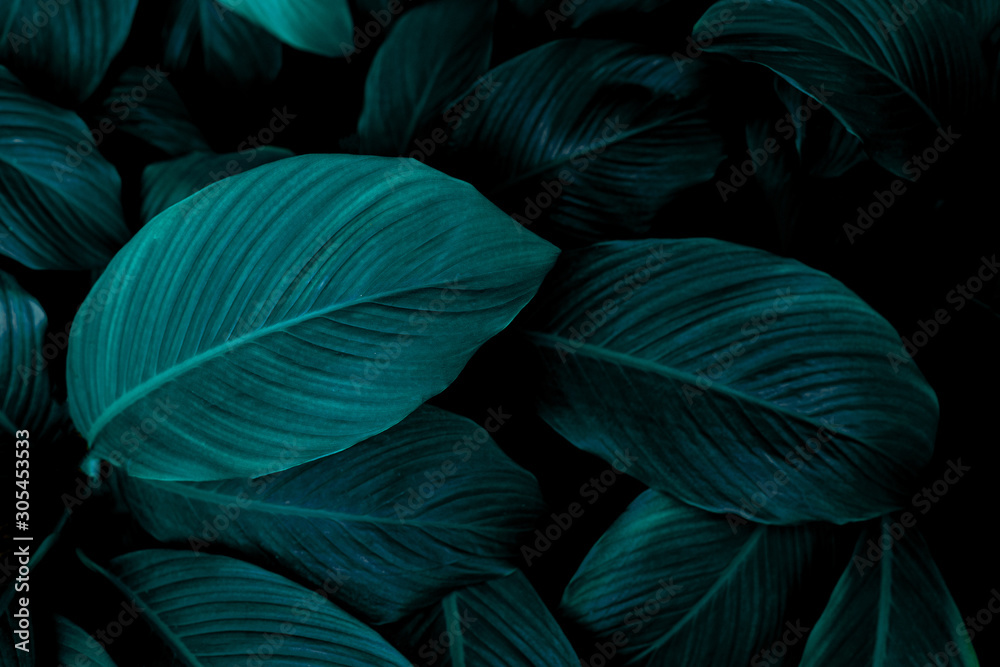 leaves of Spathiphyllum cannifolium, abstract green texture, nature background, tropical leaf