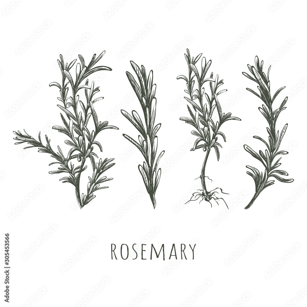 Rosemary sketch set vector illustration. 