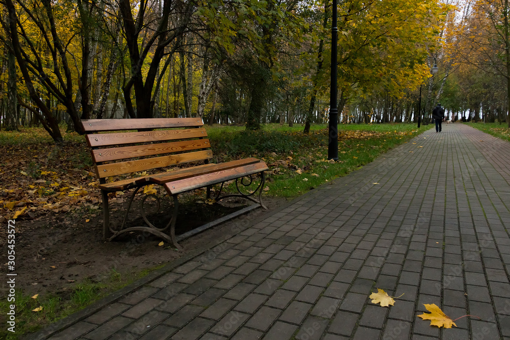 wooden bench in the autumn park