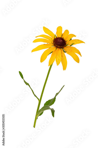 Rudbeckia yellow. Coneflower. Yellow Daisy