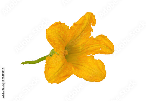 Pumpkin flower, squash flower