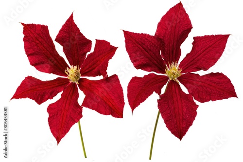Red flower. Clematis, flowering, red