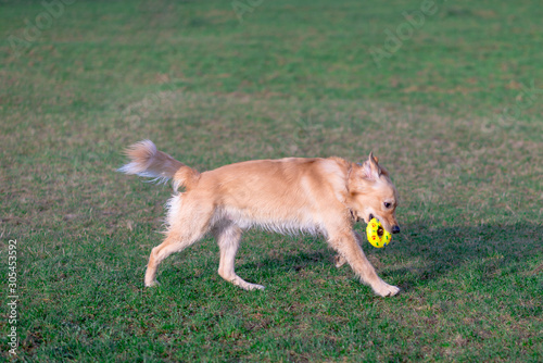 Golden retriever playing with his toy. holding it in his mouth a toy.toy to his feet.standing,lying down or running.Outdoor.