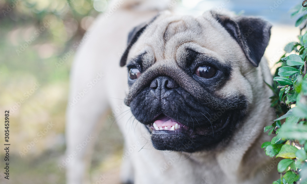 Portrait of handsome male Emotion face of happy pug dog.