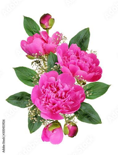 Pink peony flowers and buds...
