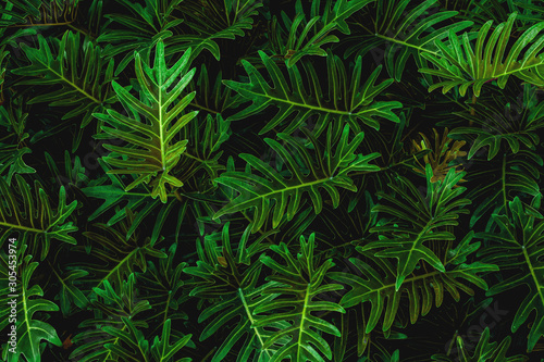 tropical leaves, abstract green leaves pattern texture, nature background