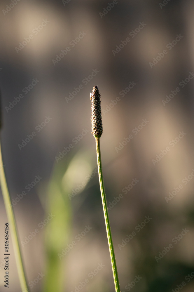 Close up photos of grass