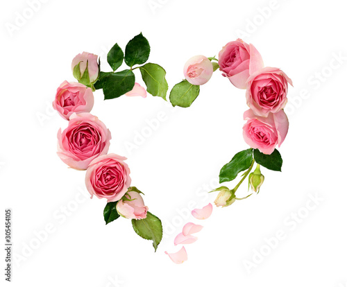 Pink rose flowers, buds and...