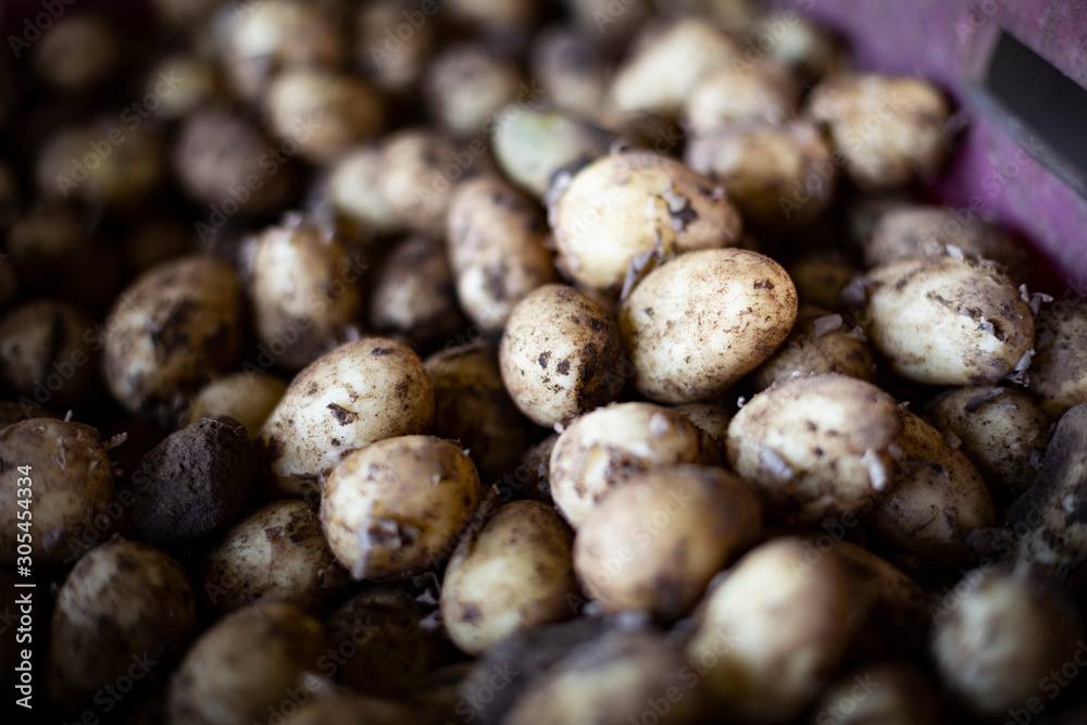 Potatoes. Freshly harvested vegetables in a box in a farm storage. Harvest time. Potatoes. Freshly harvested vegetables in a box in a farm storage. Harvest time.