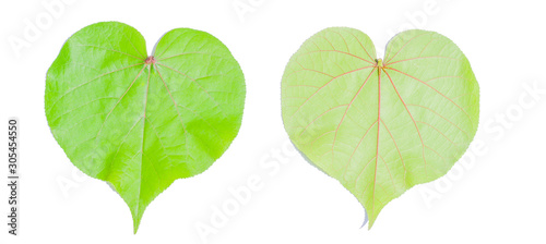 Leaves in front and back  isolated on a white background