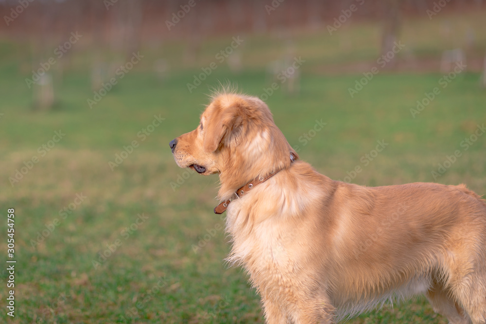 Golden retriever playing with his toy. holding it in his mouth a toy.toy to his feet.standing,lying down or running.Outdoor.