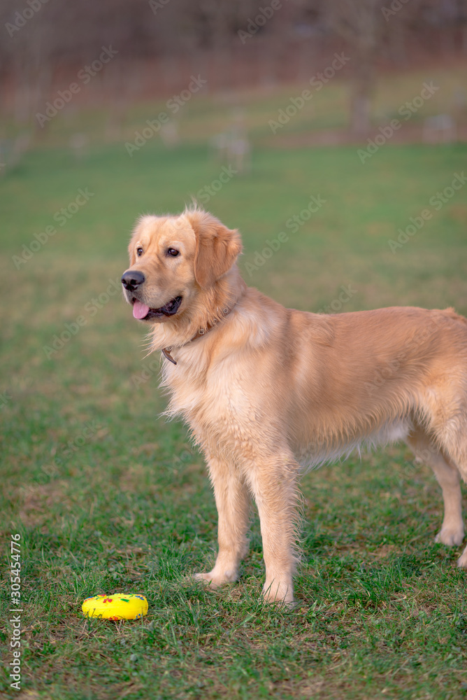 Golden retriever playing with his toy. holding it in his mouth a toy.toy to his feet.standing,lying down or running.Outdoor. Golden retriever playing with his toy. holding it in his mouth a toy.toy to his feet.standing,lying down or running.Outdoor.
