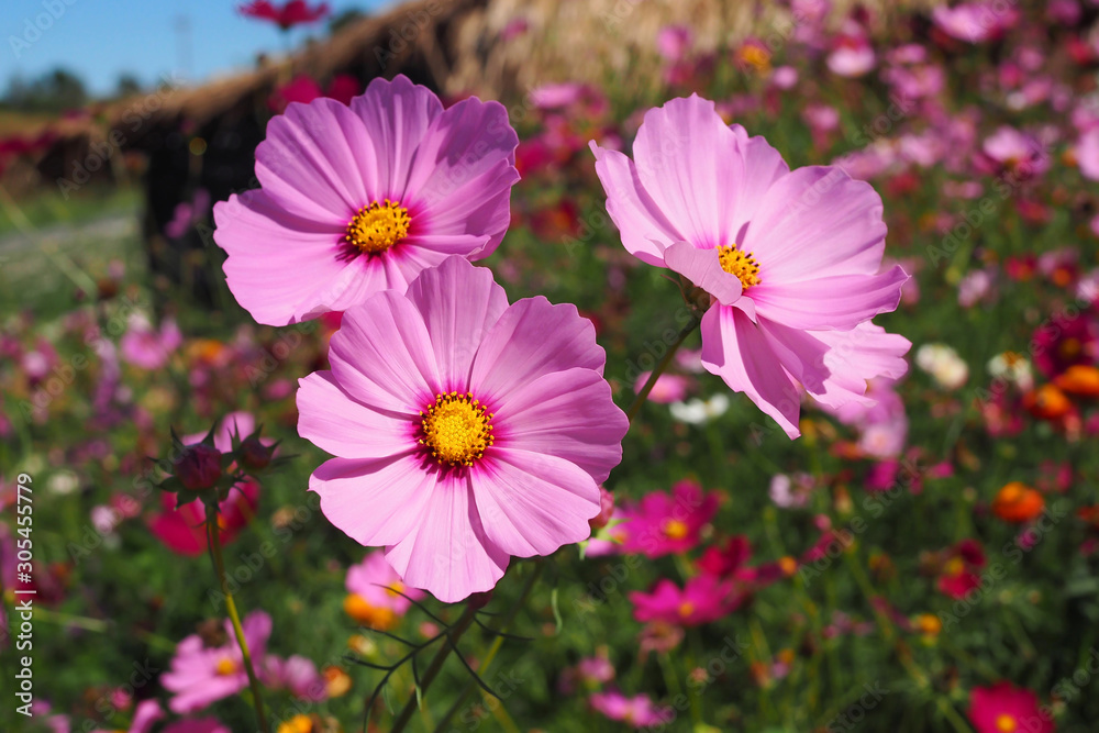 Beautiful pink cosmos flower with green leaves in field for background Beautiful pink cosmos flower with green leaves in field for background