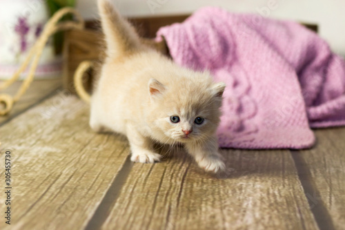 Little kitten British shorthair cat