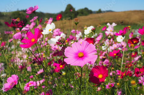 Beautiful pink cosmos flower with green leaves in field for background